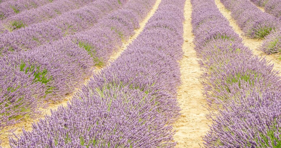 Lavender Flowers Field Plantation  - lfspinto / Pixabay
